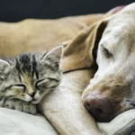 Guía para Cuidar a un Perro o Gato Rescatado 🐾🏡